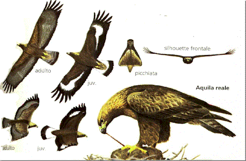 Aquila2.gif (36073 byte)