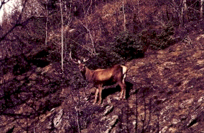 Cervo.gif (52356 byte)