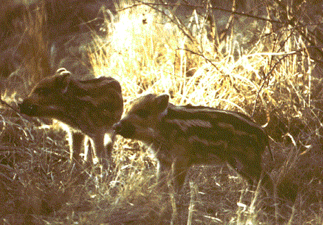 Cinghiale.gif (71762 byte)