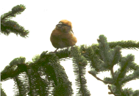 Crociere.gif (38259 byte)