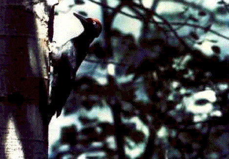 Picchio.gif (59589 byte)