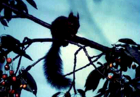 Scoiattolo.gif (57054 byte)