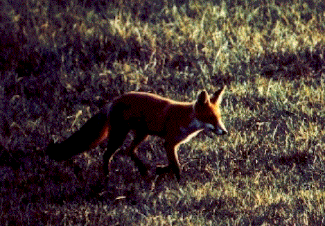 Volpe.gif (68625 byte)
