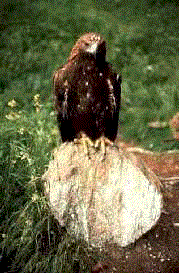 aquila.gif (24453 byte)