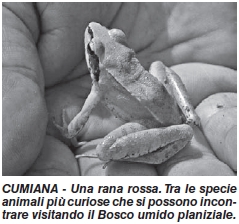 Una rana rossa