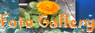Foto Gallery