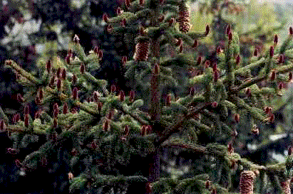 Abeterosso.gif (53018 byte)