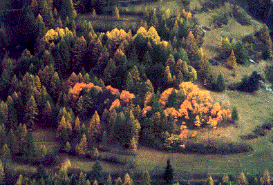 Bosco.gif (51301 byte)