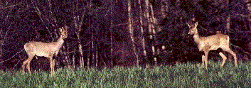 Cervi.gif (20840 byte)