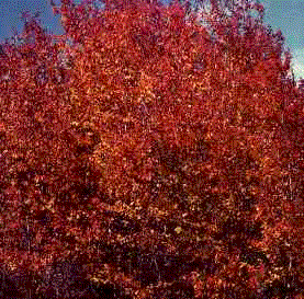 Ciliegio.gif (38289 byte)