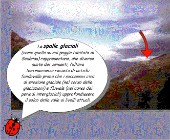 Coccinella.gif (36422 byte)