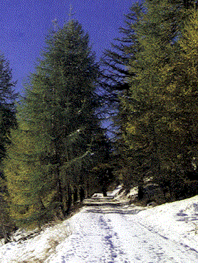 Conifera1.gif (47325 byte)