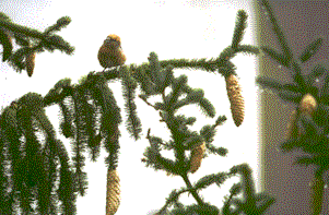 Conifera2.gif (22331 byte)
