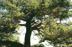 Conifera3.gif (31665 byte)