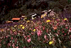 FioriCampo.gif (22291 byte)