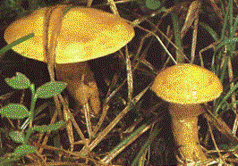 Funghi1.gif (24872 byte)