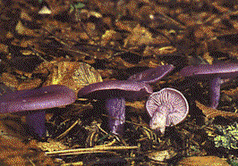 Funghi2.gif (25629 byte)