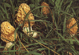 Funghi3.gif (25812 byte)