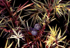 Ginepro.gif (25612 byte)