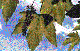 Latifoglie1.gif (20228 byte)