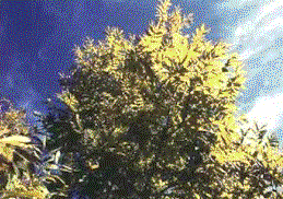 Latifoglie2.gif (27913 byte)