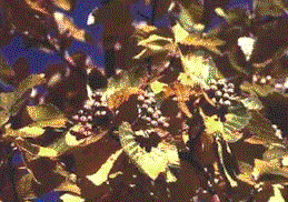 Latifoglie3.gif (25158 byte)