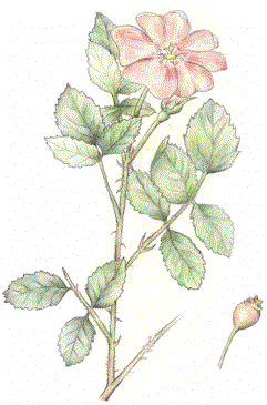 Rosacanina.gif (20510 byte)