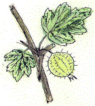Uvaspina.gif (16393 byte)