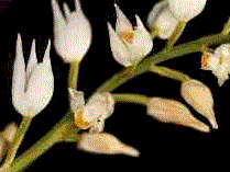cephalantera.gif (11510 byte)