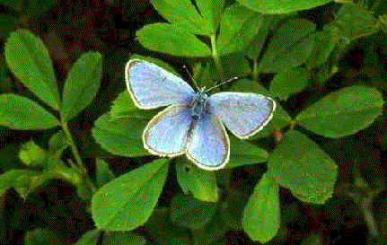 farfalla1.gif (50393 byte)