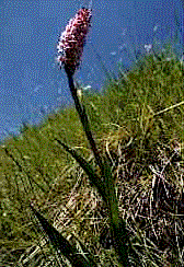 gymnadenia.gif (21639 byte)