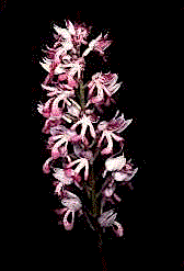 orchis militaris.gif (8983 byte)
