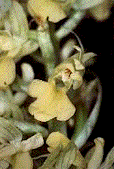 orchis pallens.gif (19045 byte)