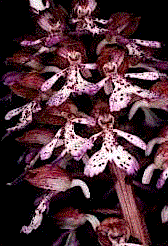 orchis_purpurea.gif (18460 byte)