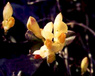 polygala.gif (28959 byte)
