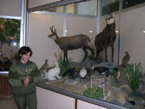 Un diorama presso la sede del Parco Naturale del Gran Bosco di Salbertrand