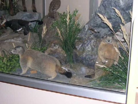 Un diorama presso la sede del Parco Naturale del Gran Bosco di Salbertrand