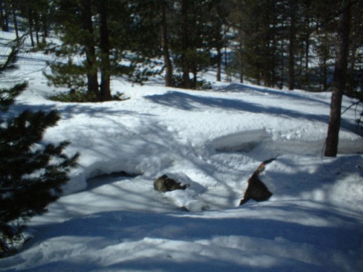La neve nel bosco...