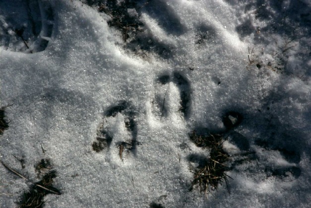 Tracce di camoscio nella neve