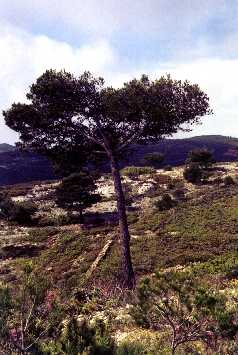 Le pin d'Alep à l'abri du vent