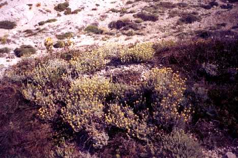 Beaucoup de ces arbustes ont des fleurs qui resplendissent au printemps